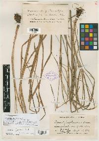 Nemastylis floridana image