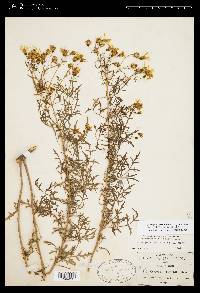 Coreopsis petrophila image