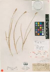 Carex subfusca image