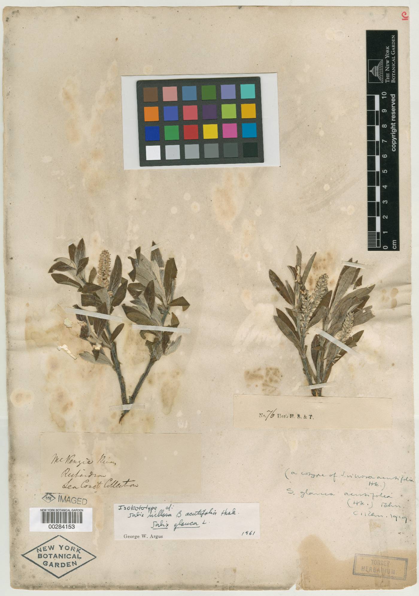 Salix villosa var. acutifolia image
