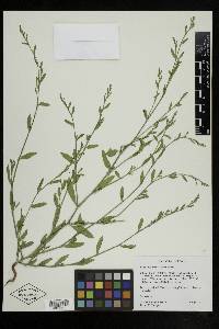 Polygonum ramosissimum image