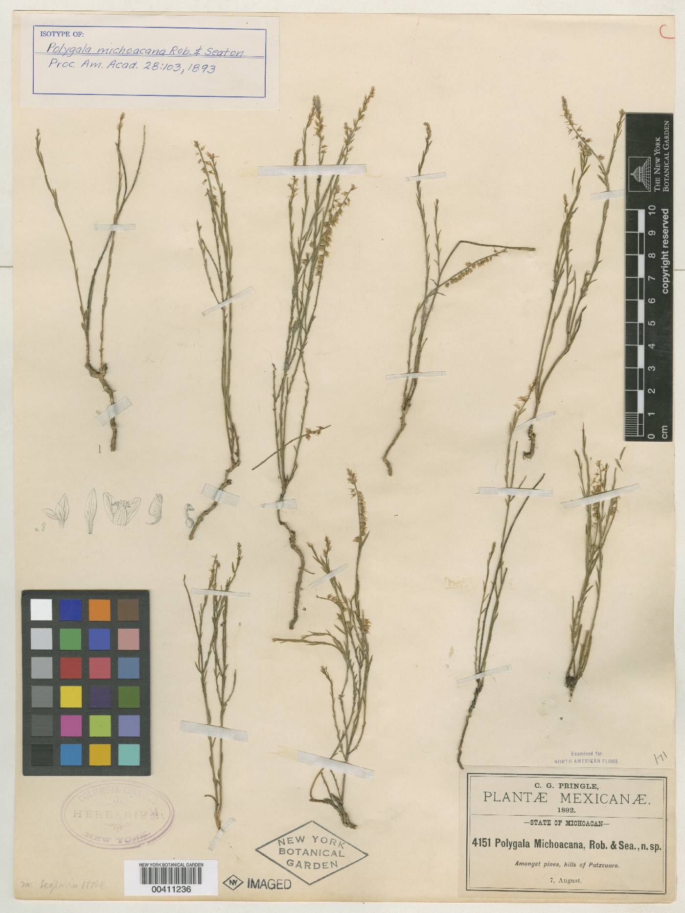 Polygala mexicana image