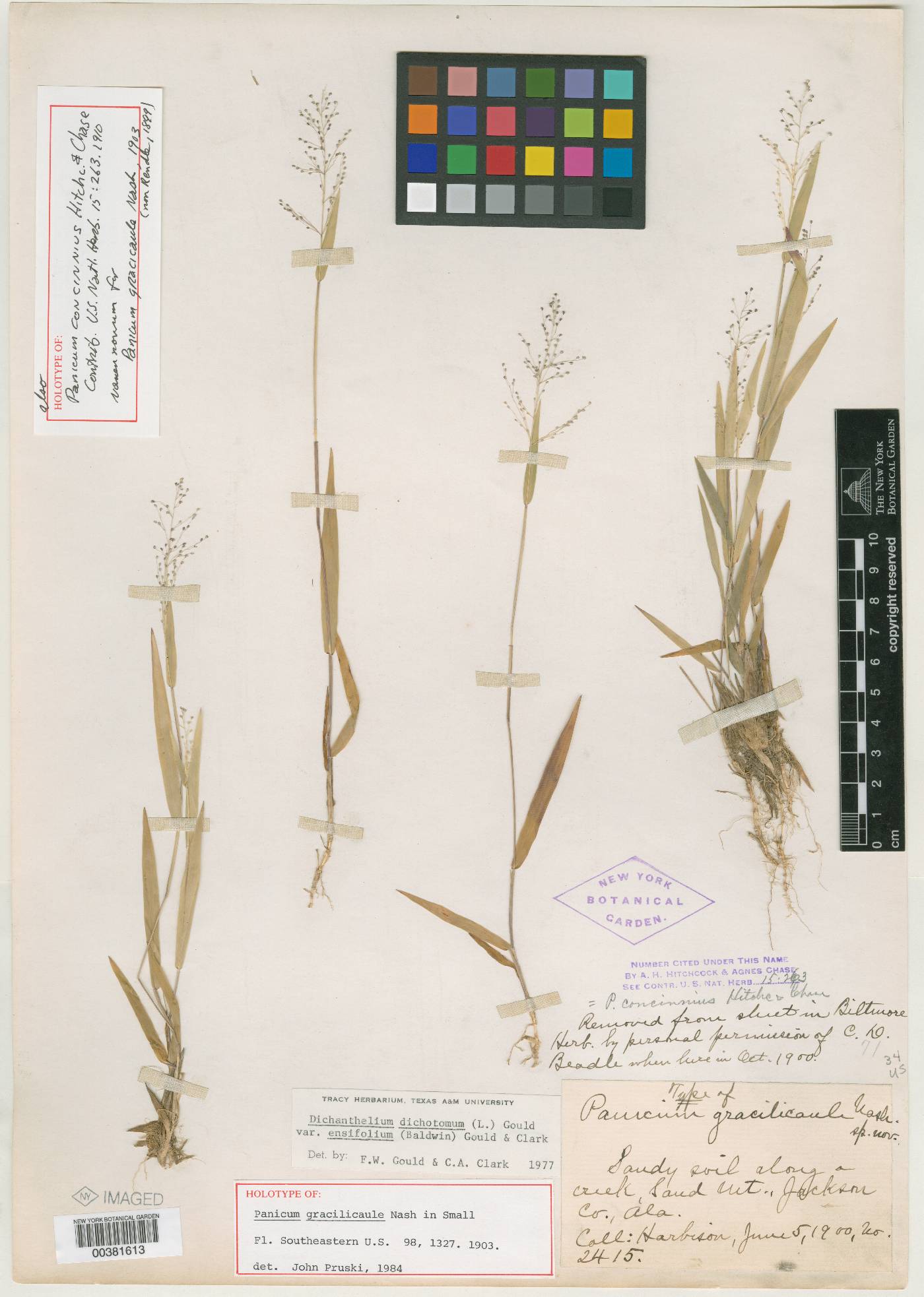 Panicum gracilicaule image