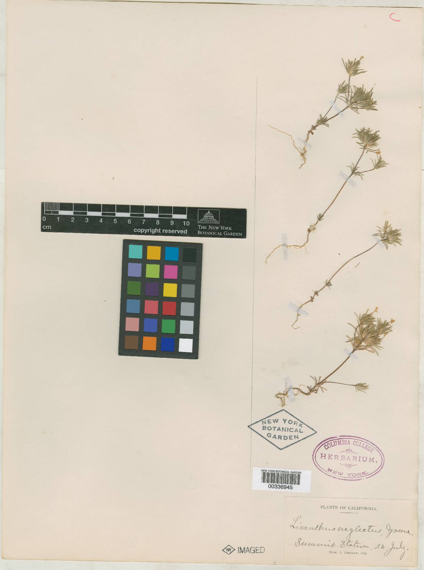 Linanthus neglectus image