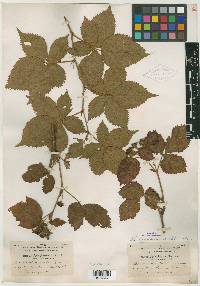 Rubus arundelanus image