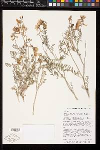 Astragalus trichopodus var. lonchus image