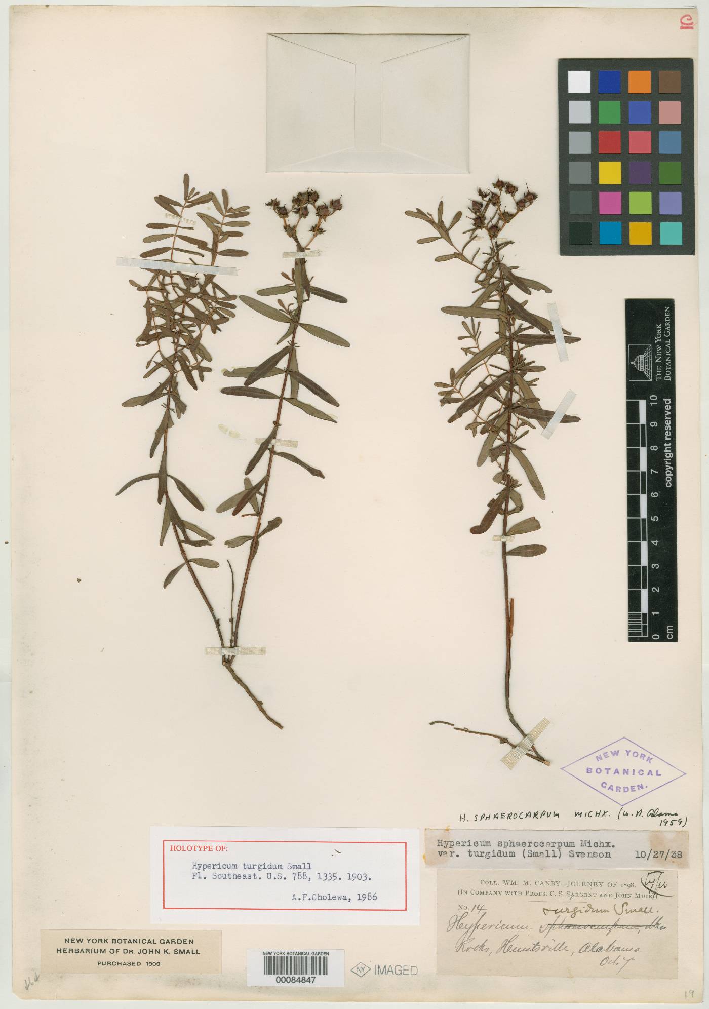 Hypericum turgidum image