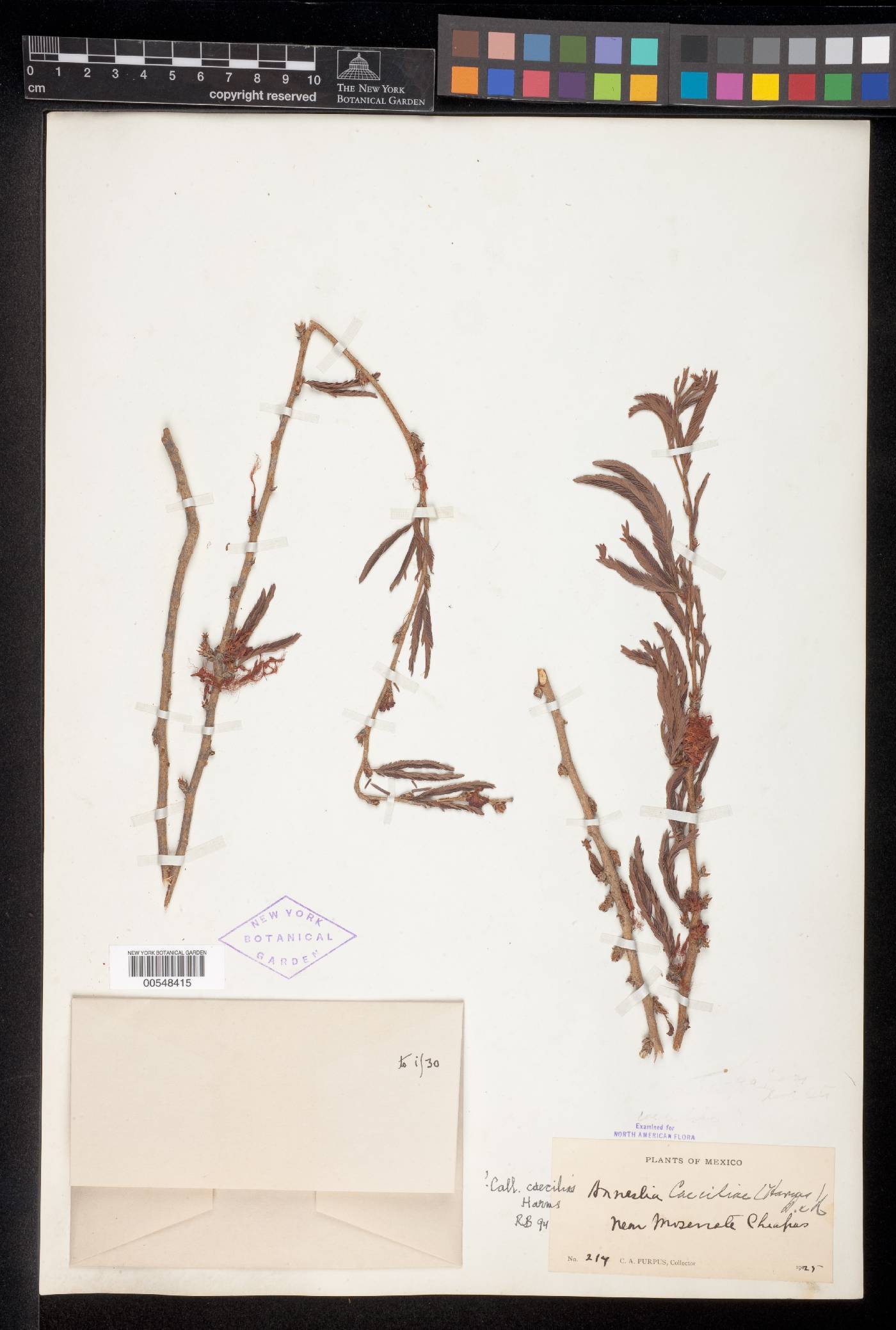 Calliandra caeciliae image