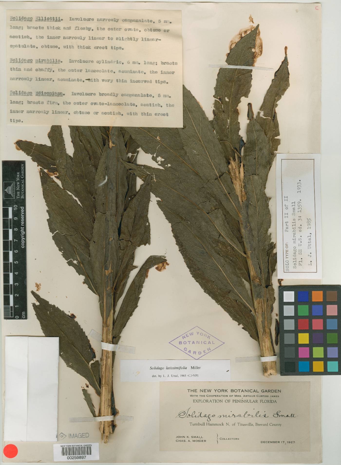 Solidago mirabilis image