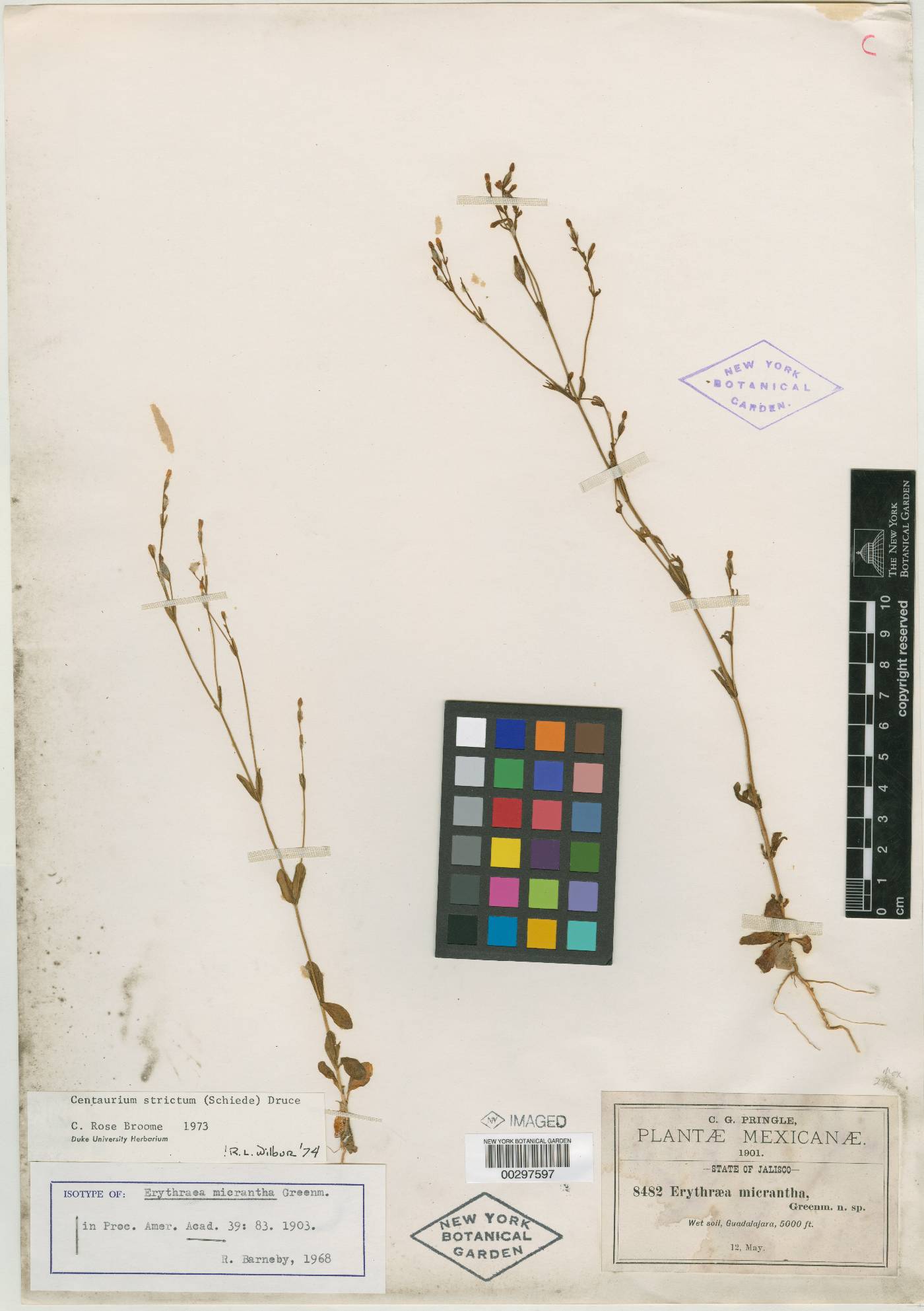 Zeltnera stricta image