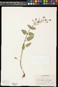 Scrophularia desertorum image