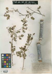 Schmaltzia cognata image