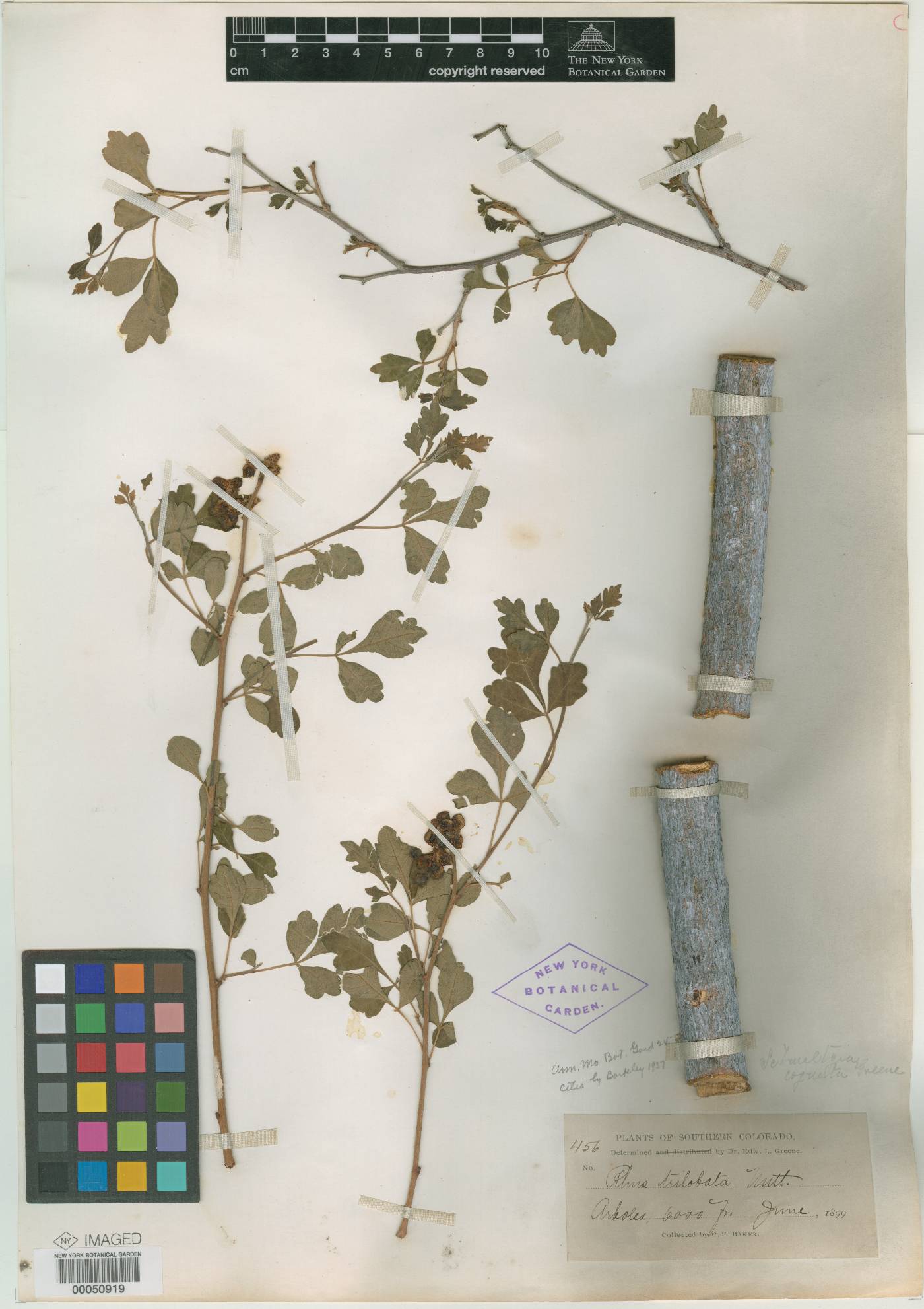 Schmaltzia cognata image