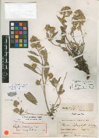 Phacelia leptosepala image