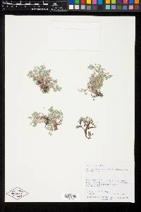 Astragalus vexilliflexus var. nubilus image