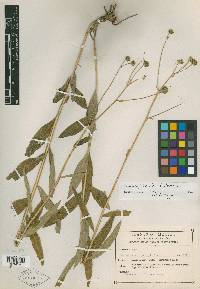 Verbesina apiculata image