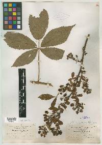 Rubus amabilis image