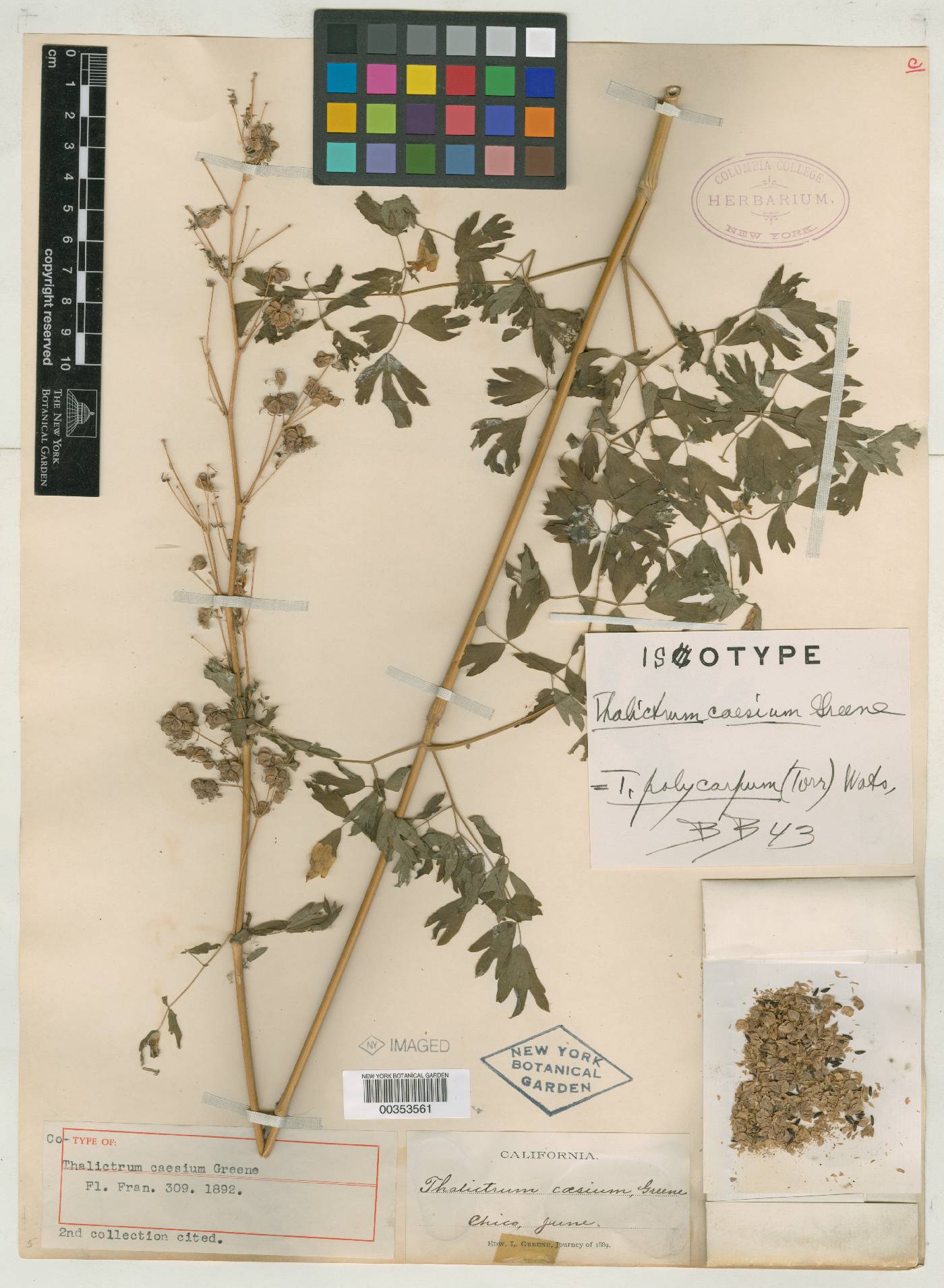 Thalictrum caesium image