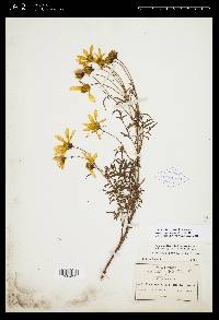 Coreopsis rhyacophila image