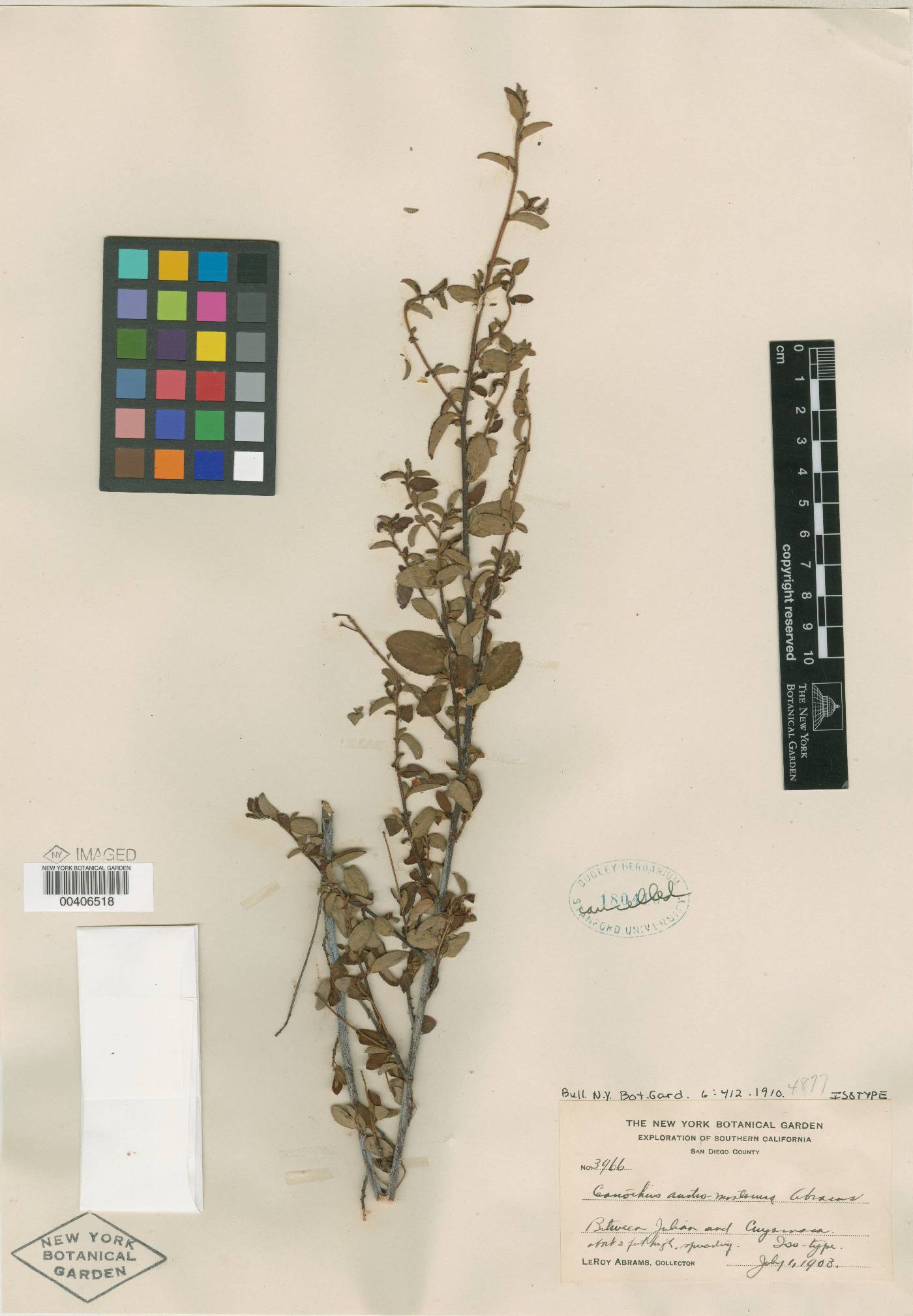 Ceanothus austromontanus image