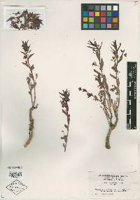 Argythamnia cyanophylla image