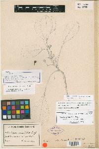 Zanthoxylum melanostictum image