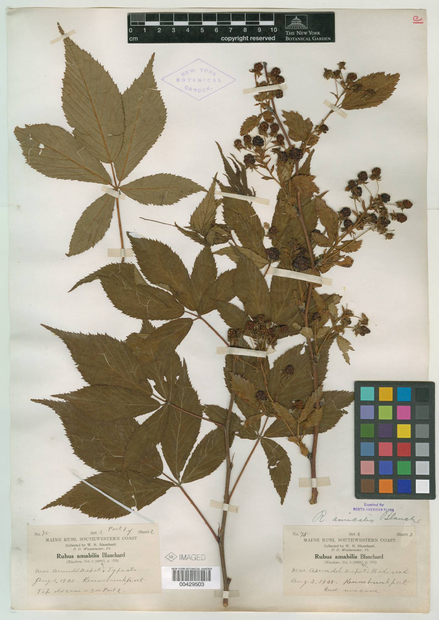 Rubus amabilis image