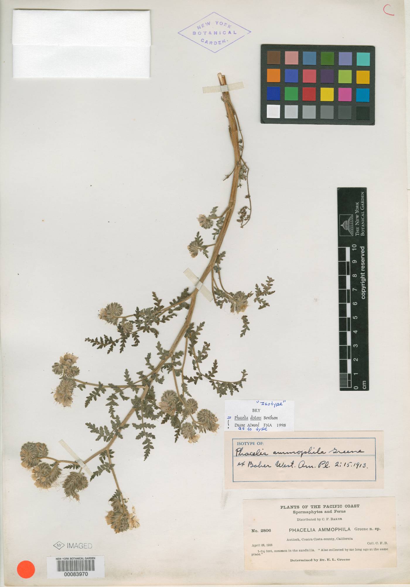 Phacelia ammophila image