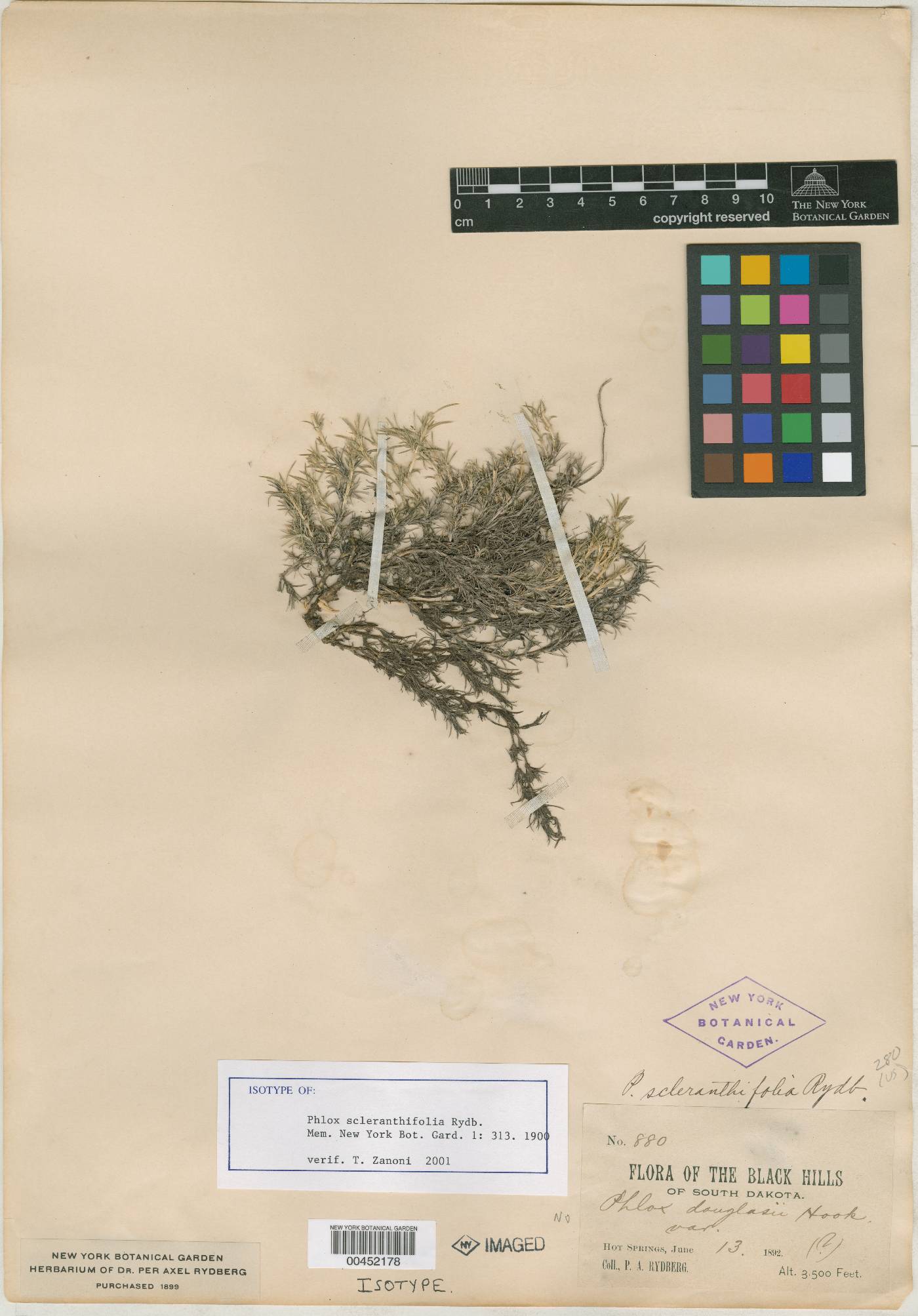 Phlox scleranthifolia image