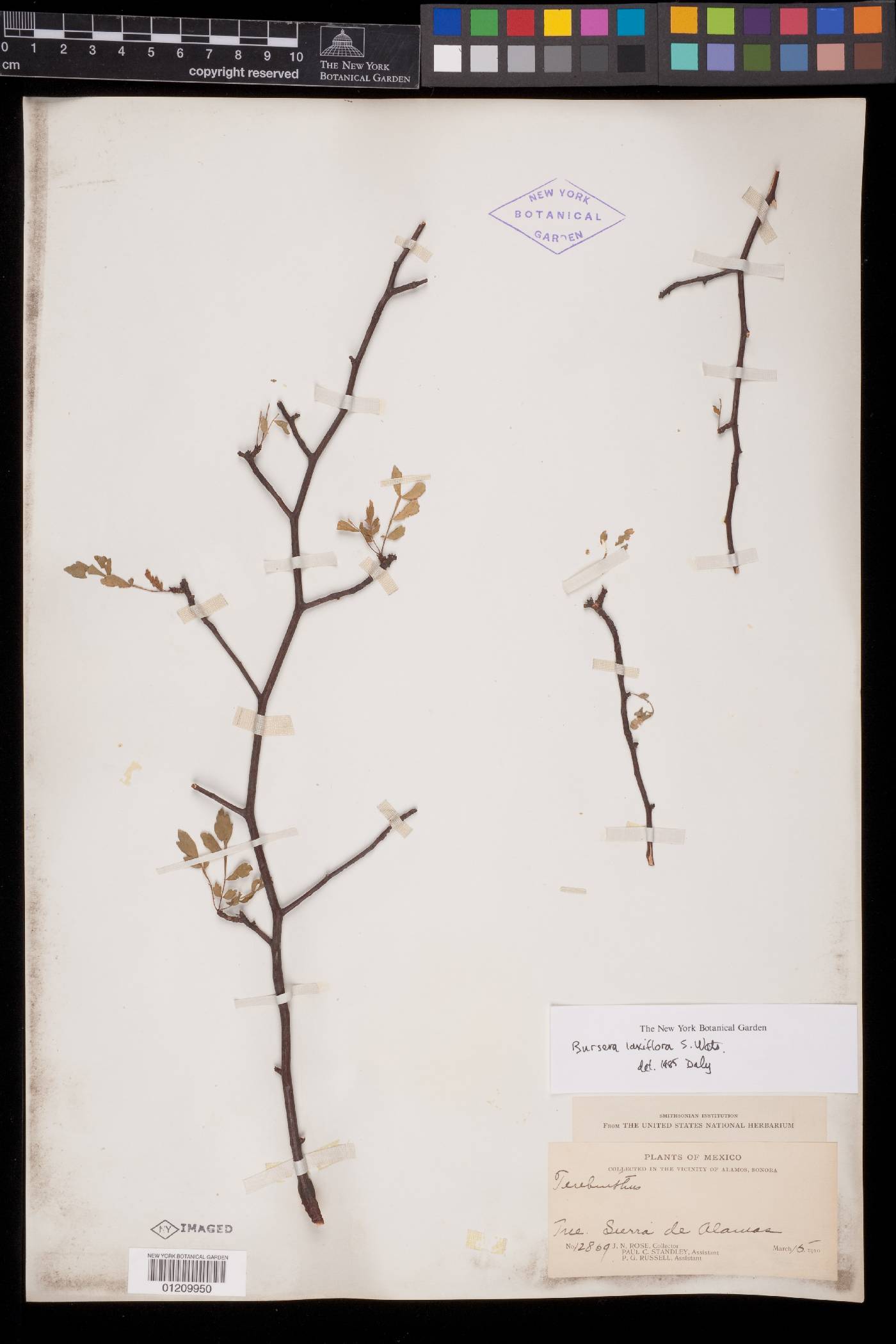 Bursera laxiflora image