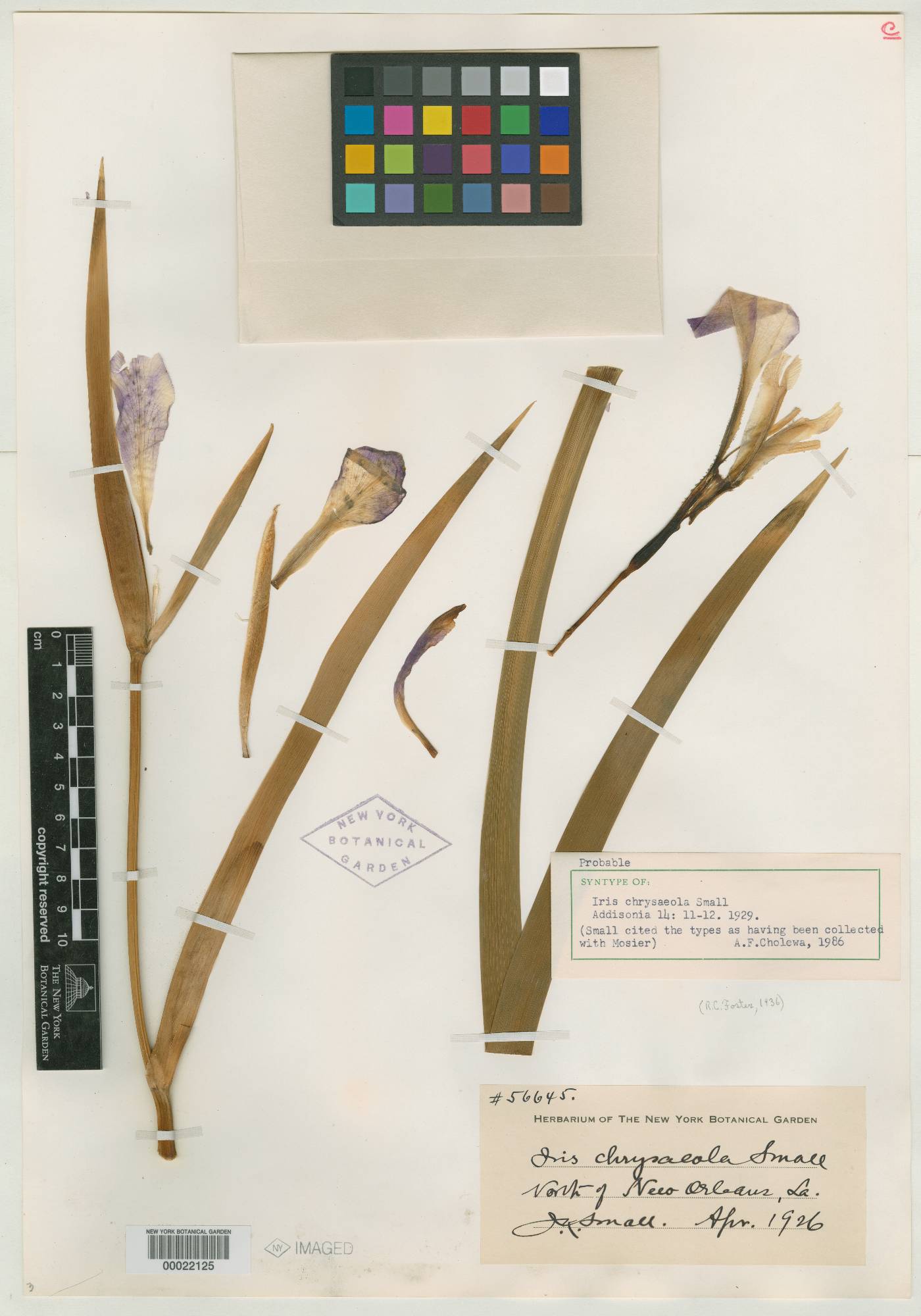 Iris chrysaeola image