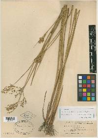 Juncus acuminatus var. robustus image