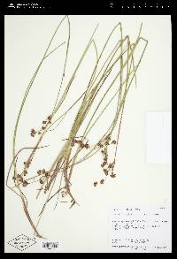 Juncus longistylis image