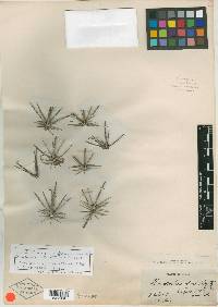 Image of Echinocactus fordii