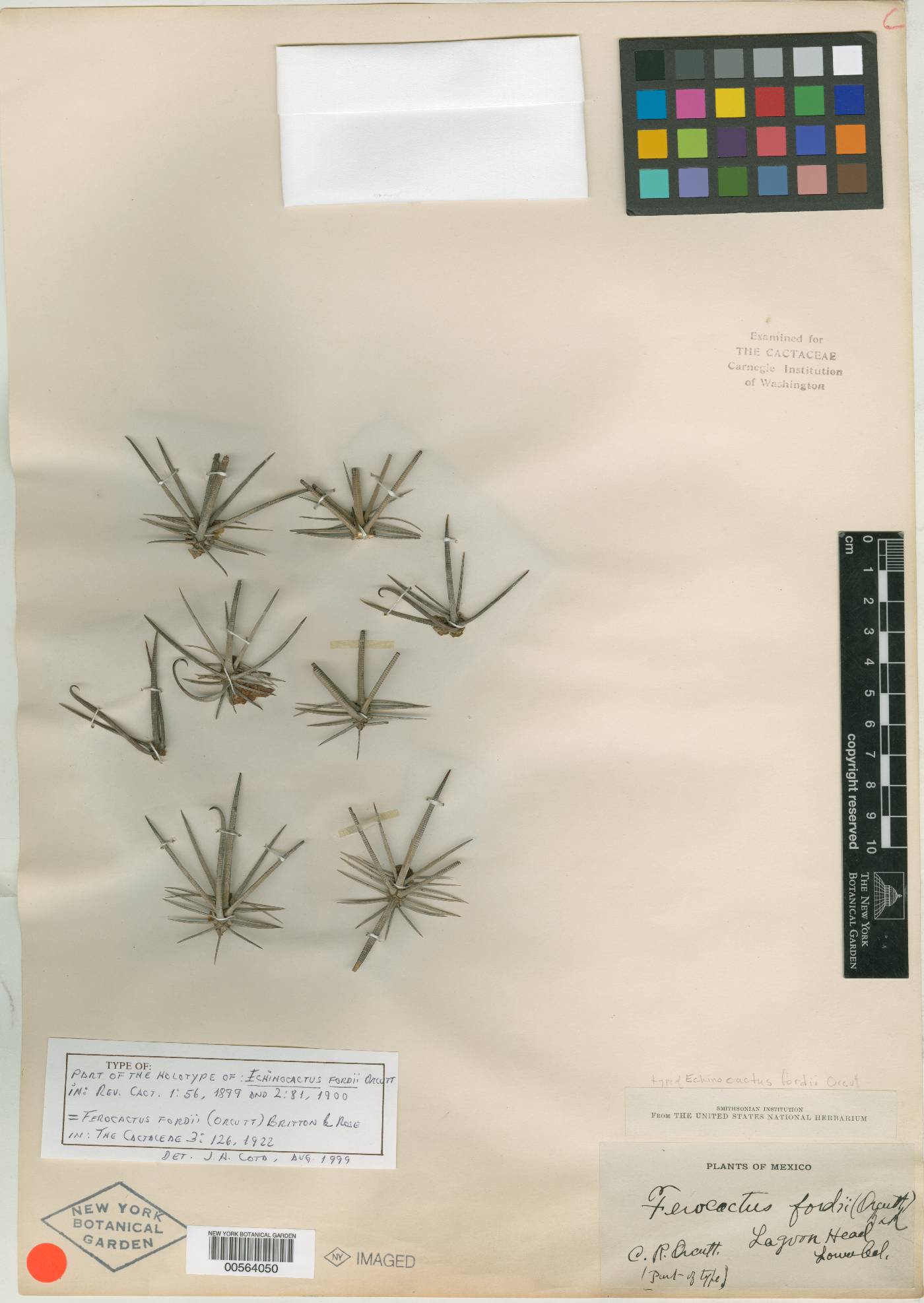 Ferocactus fordii subsp. fordii image