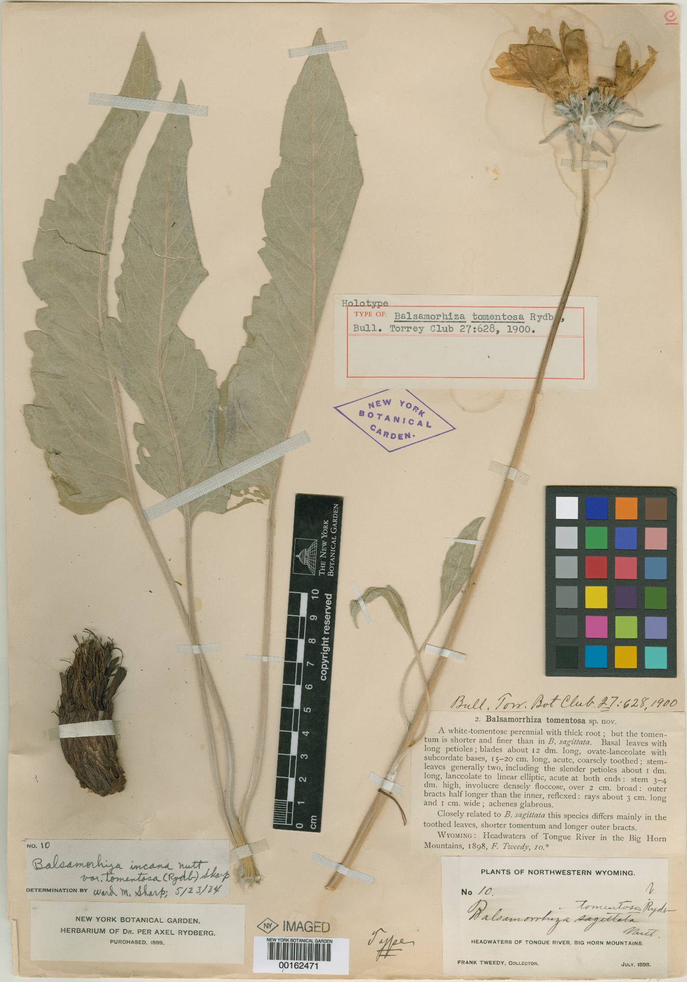 Balsamorhiza incana var. tomentosa image