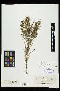 Amsonia ciliata var. texana image