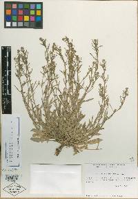 Lepidium paysonii image