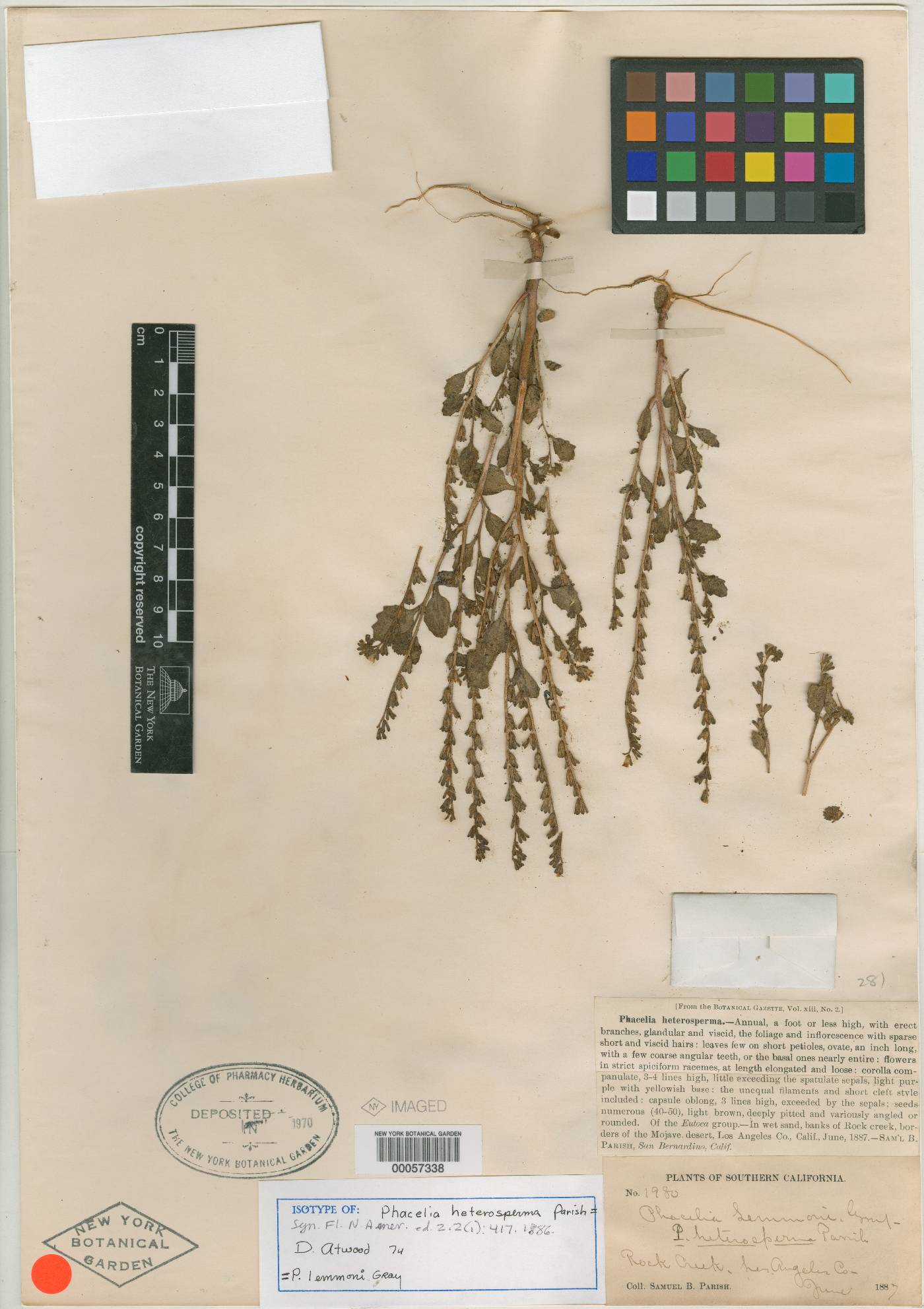 Phacelia heterosperma image