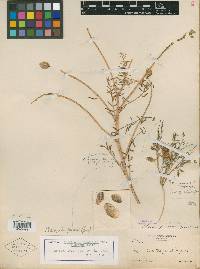 Astragalus piscinus image