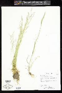 Deschampsia danthonioides image