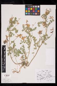 Astragalus paysonii image