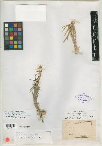 Arabis sabulosa image