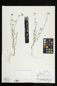 Cryptantha pterocarya image