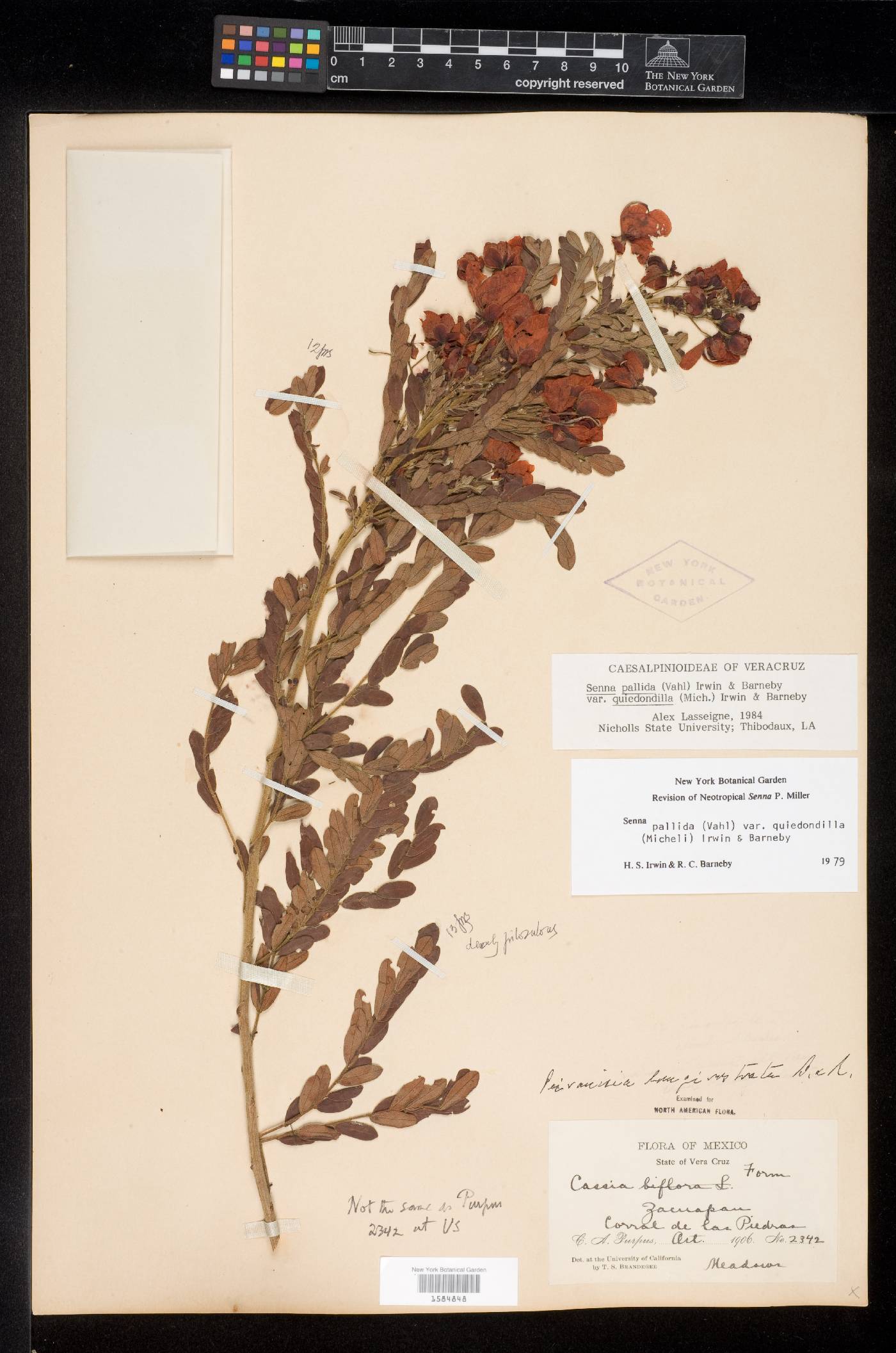 Senna pallida var. quiedondilla image