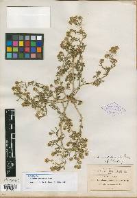 Lepidium granulare image