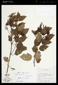 Miconia erythrantha image