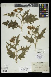 Solanum dimidiatum image