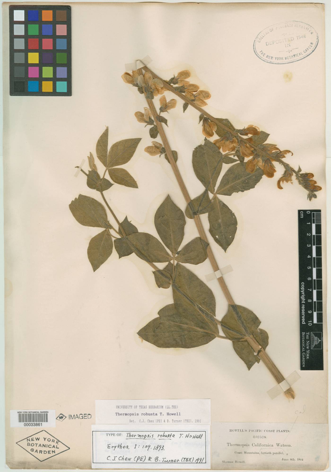 Thermopsis robusta image