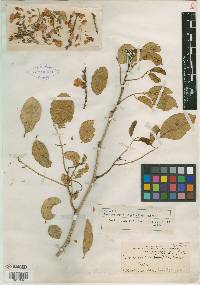 Lonchocarpus megalanthus image